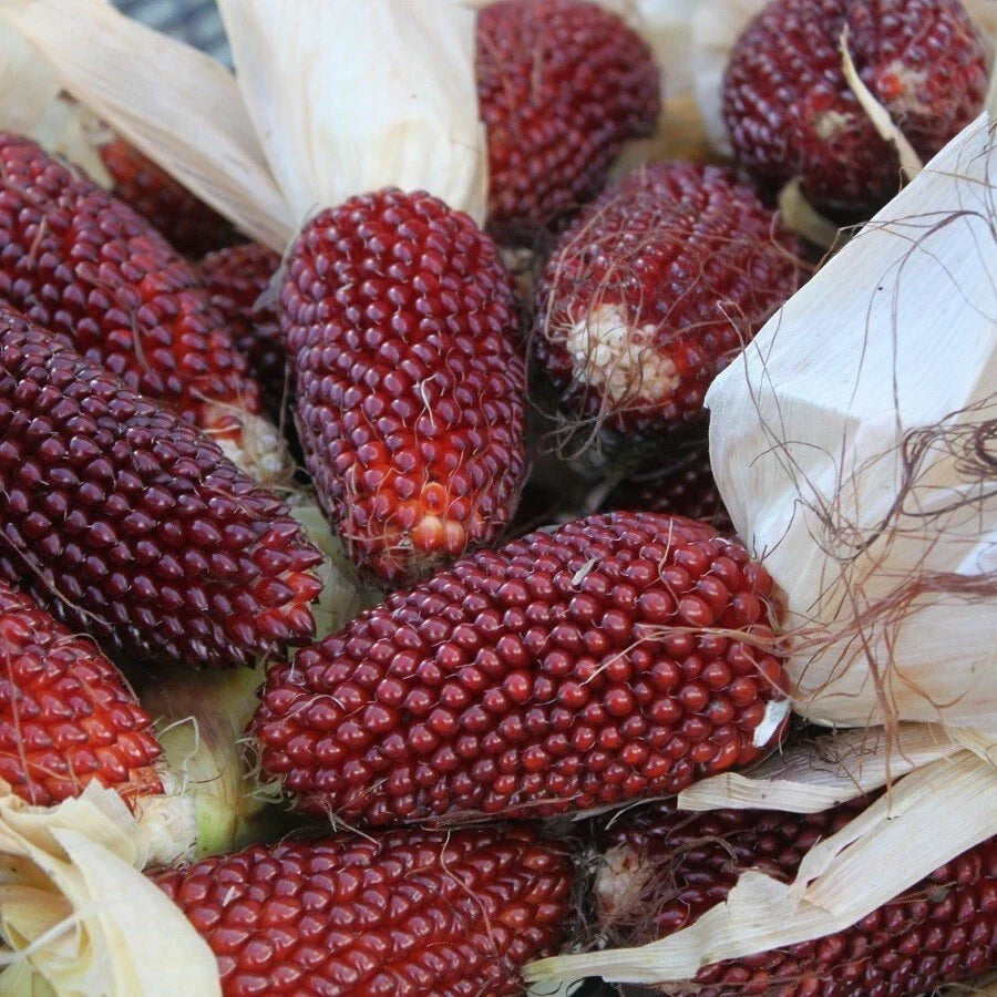 Strawberry Popcorn Seeds 30 Ct Non-GMO Zea mays everta Vegetable Garden Corn Seeds for Home Growing