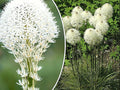 Beargrass Seeds - 100+ Count, White Torch Lily, Xerophyllum tenax, Perennial Wildflower for Naturalized Gardens and Pollinator Attraction