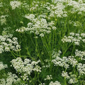 Caraway Seeds Pack 300+ | Culinary Herb Seeds | Carum carvi | Fresh Harvest Gardens USA