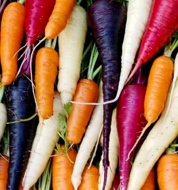 Rainbow Carrot Seeds Mix - 1000+ Daucus carota Varieties for Vegetable Garden, Purple, Orange, White, Yellow, Red Seeds