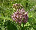 Common Milkweed Seeds 1 OZ - Asclepias syriaca Native Wildflower for Monarchs