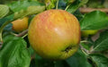 25+ Sir Isaac Newton Apple Seeds - Heirloom Malus domestica Tree Seeds for Garden Planting, USA Free Shipping