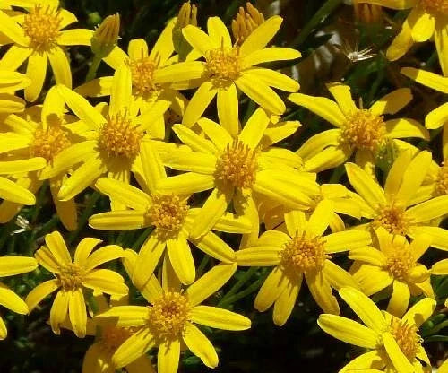 Damianita Seeds - 200 Chrysactinia Mexicana Drought-Tolerant Perennial Daisy Seeds for Garden, Xeriscaping, Pollinator Attracting