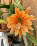 Epiphyllum King Midas Orchid Cactus Cuttings - Golden Orange Flowers - Epiphyllum spp.