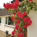 Prince's Trust Rose Cuttings - 4 Live Clippings of English Legend Climbing Rose Plant Rosa 'English Legend'