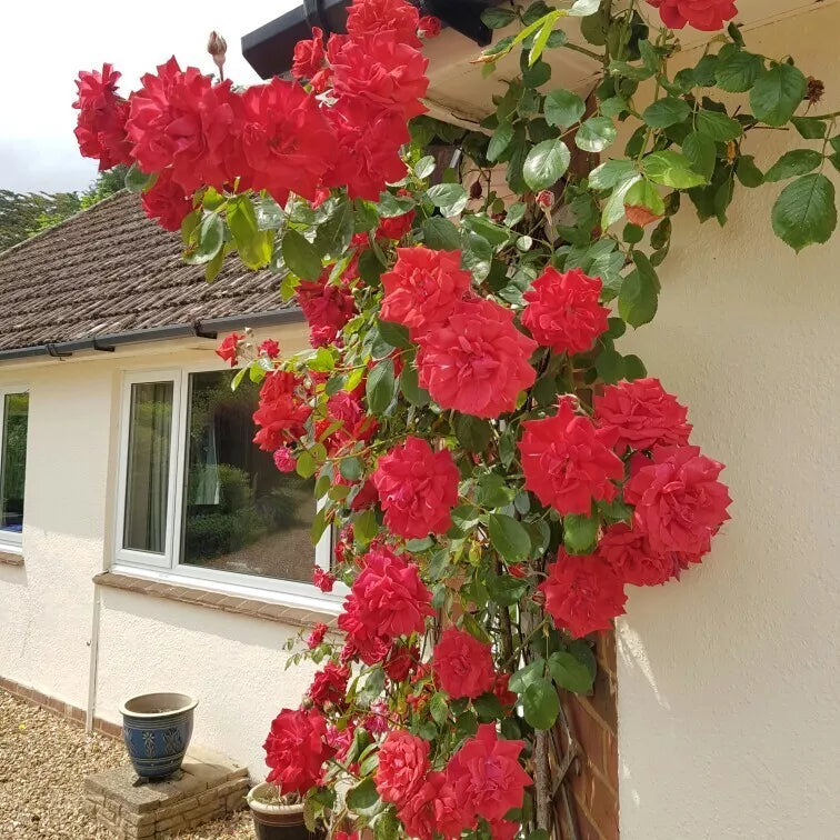Prince's Trust Rose Cuttings - 4 Live Clippings of English Legend Climbing Rose Plant Rosa 'English Legend'