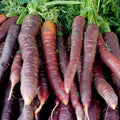Cosmic Purple Carrot Seeds - 1000+ Non-GMO Heirloom Daucus carota for Garden Planting, Root Vegetable, Full Sun