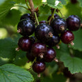 Jostaberry Plant - Live Dormant Bush Ribes × nidigrolaria Edible Berry Hybrid for Garden