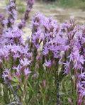 Chapman's Blazing Star Seeds - Liatris Chapmanii Native Wildflower, Perennial, Florida Drought-Tolerant, Butterfly Attractant, 25 Pack