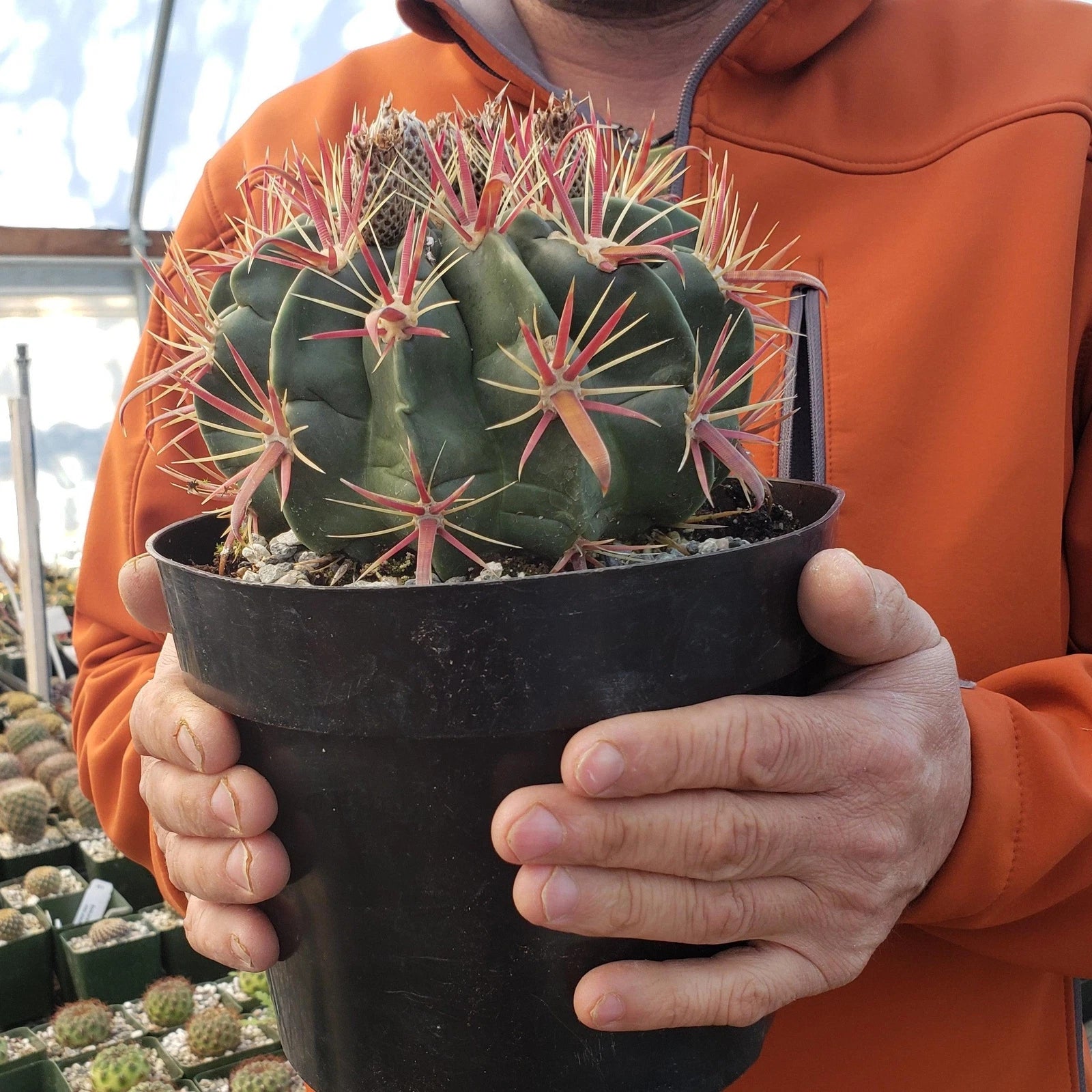 Devil's Tongue Cactus Plant - Ferocactus latispinus - Live Succulent for Indoor and Outdoor