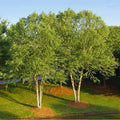 Live River Birch Tree Plant 10-40 Inches Betula Nigra Well-Rooted 1-5 Years Old for Landscaping