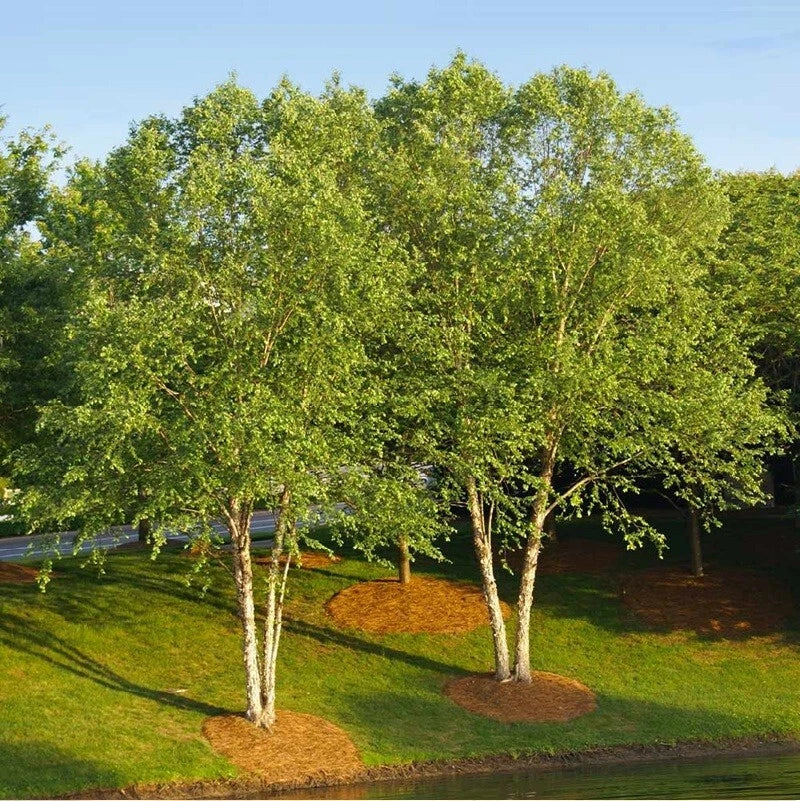Live River Birch Tree Plant 10-40 Inches Betula Nigra Well-Rooted 1-5 Years Old for Landscaping