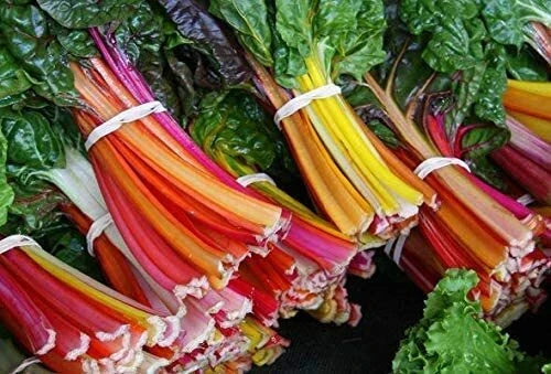 Swiss Chard Seeds 100 Count - Colorful Rainbow Varieties for Garden, Edible Greens, Beta vulgaris subsp. cicla