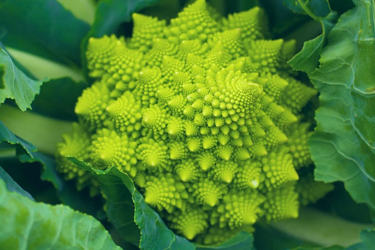 Romanesco Broccoli Seeds - 250+ Organic Non-GMO Brassica oleracea for Planting, Heirloom, USA Grown