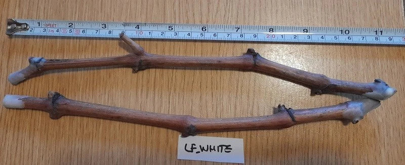 Grape Vine Cuttings Ladyfingers White Vitis vinifera 2 Pack with 3+ Nodes for Home Garden, Vineyard, Fruit Production