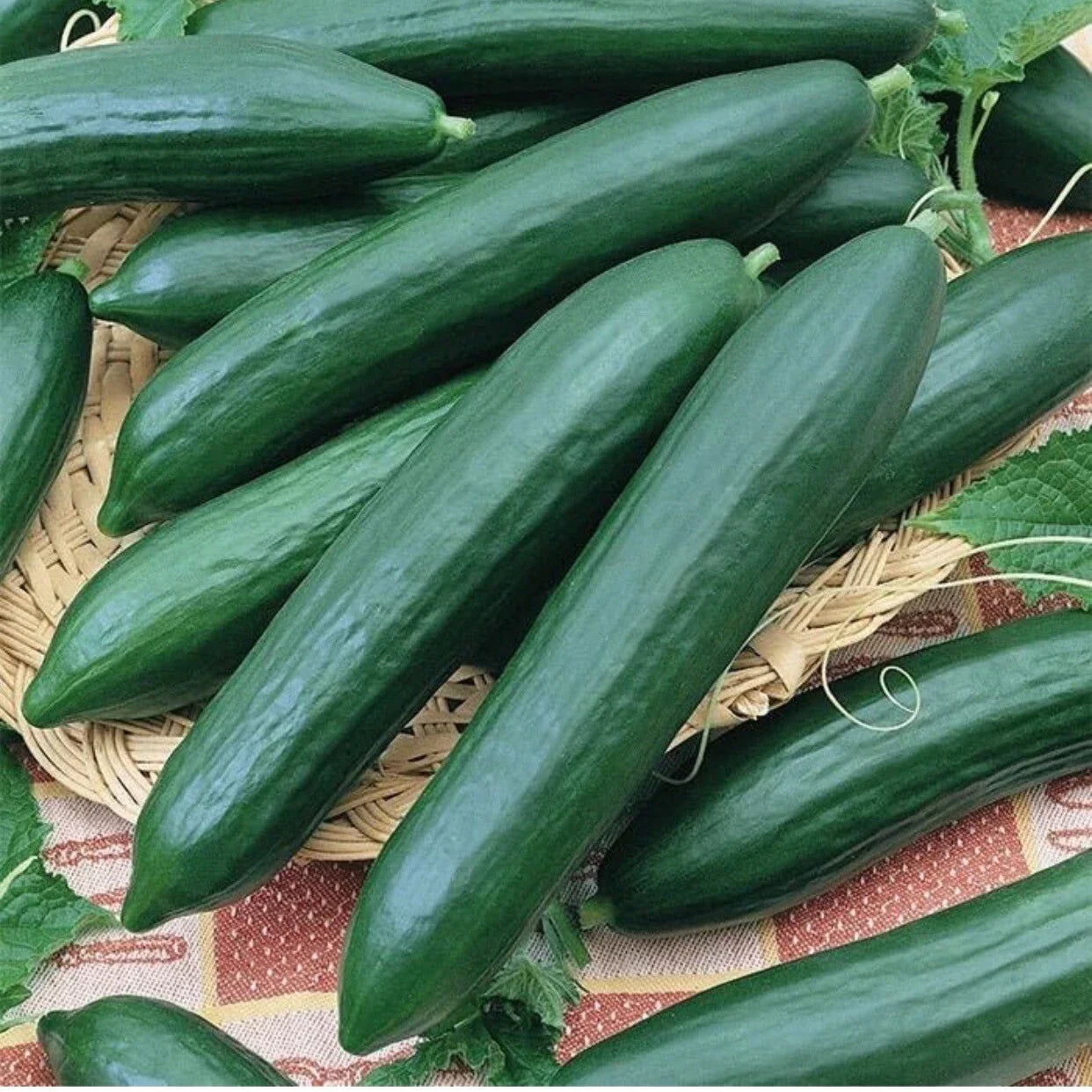 Heirloom Organic Cucumber Seeds – Long Green Improved, Cucumis sativus, 35+ Pack, USA, Free Shipping