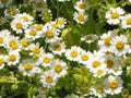 Feverfew Seeds 100 Pack - Medicinal Perennial Herb Chrysanthemum parthenium for Pollinator Gardens