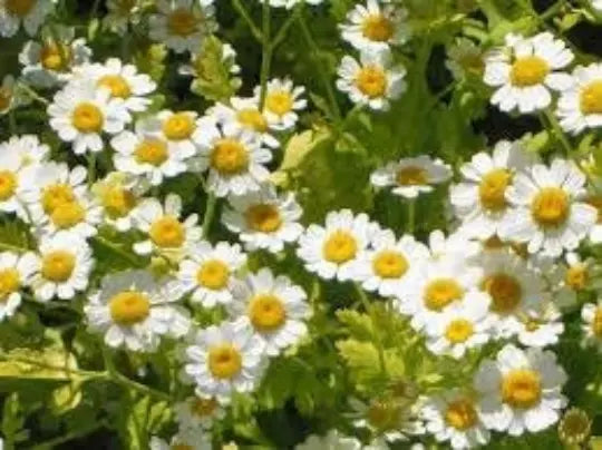 Feverfew Seeds 100 Pack - Medicinal Perennial Herb Chrysanthemum parthenium for Pollinator Gardens