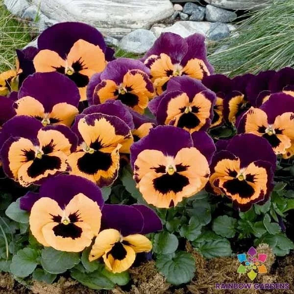 Pansy Seeds - 200+ Inspire Purple and Orange Viola Tricolor Var. Hortensis Garden Flower Seeds