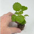 Plectranthus Swedish Ivy Green Live Rooted Starter Plant – Indoor House Plant, Easy Care, Trailing, Plectranthus australis