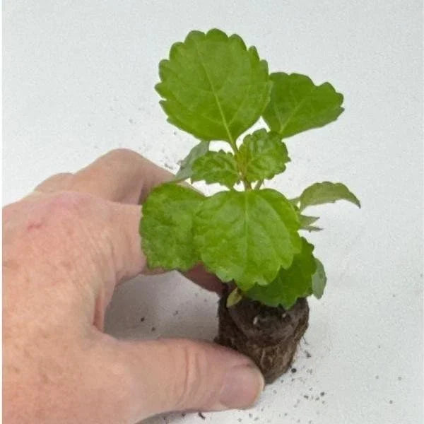 Plectranthus Swedish Ivy Green Live Rooted Starter Plant – Indoor House Plant, Easy Care, Trailing, Plectranthus australis