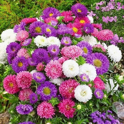 Dwarf Aster Seeds Mix - Color Carpet Low-Grow Compact Non-GMO - 200 Seeds - Aster spp.