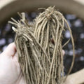 Green Jersey Knight Asparagus Bare Root Crowns – 2-Year-Old Perennial Vegetable for Home Garden & Harvest