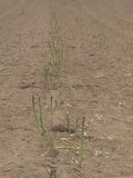 Jersey Giant Asparagus Bare Root Plants - 1-Year Crowns - Perennial Vegetable - Asparagus officinalis