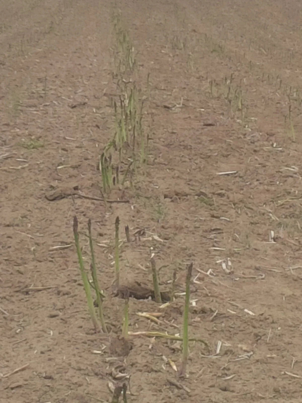 Jersey Giant Asparagus Bare Root Plants - 1-Year Crowns - Perennial Vegetable - Asparagus officinalis