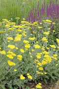 Yarrow Live Starter Plant - Moonshine Achillea millefolium - Bright Yellow Flowers, Drought-Resistant, Perennial