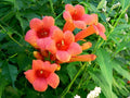 Hummingbird Trumpet Creeper Vine Seeds, Campsis radicans, Climbing Flower Seeds for Garden & Landscaping, 70 Pack