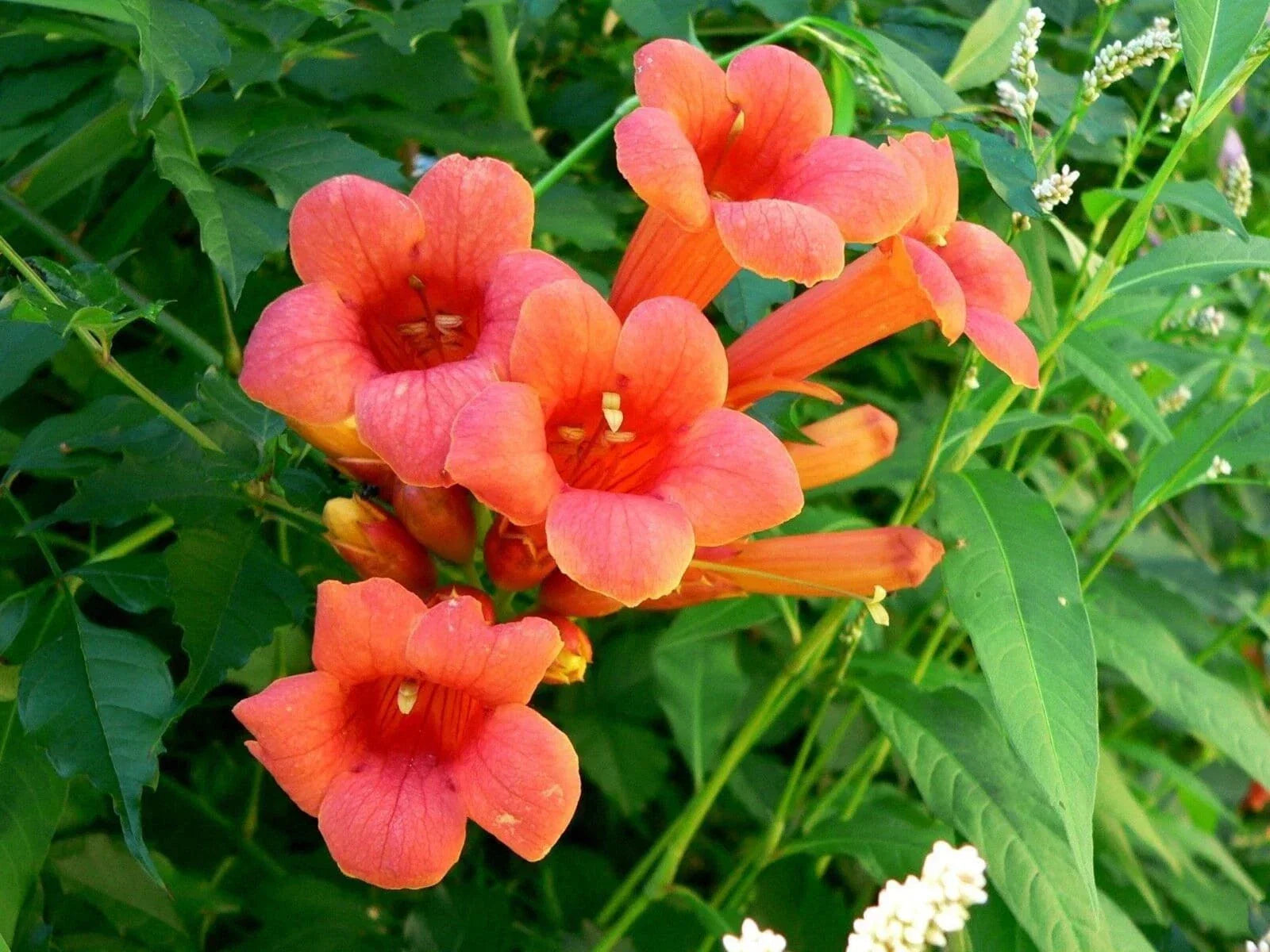Hummingbird Trumpet Creeper Vine Seeds, Campsis radicans, Climbing Flower Seeds for Garden & Landscaping, 70 Pack