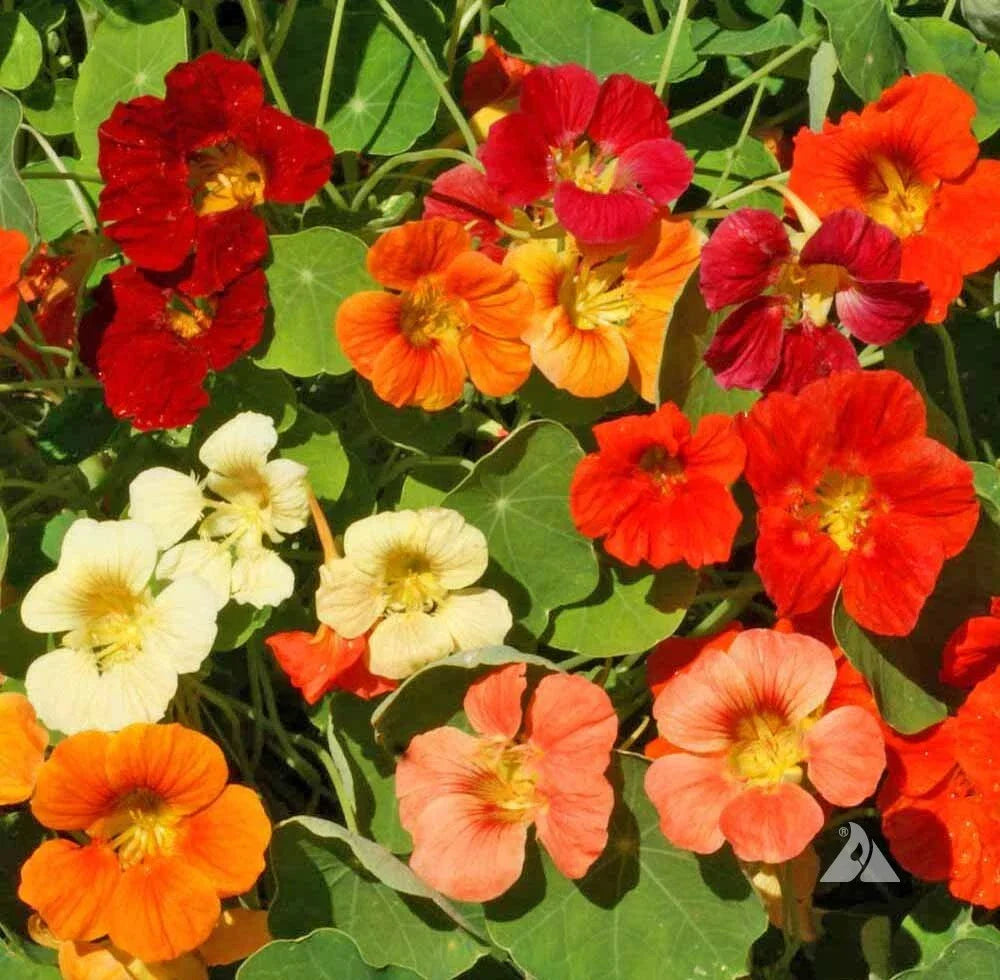 Nasturtium Seeds - TIP TOP Mix Dwarf Vine - Edible Red Orange Tubular Flowers - Non-GMO - 25 Seeds