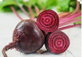 Early Wonder Beet Seeds - Organic Non-GMO Beta vulgaris, 200 Pack, Open Pollinated, Fast-Growing, Suitable for Home Gardens