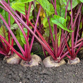 Detroit Dark Red Beet Seeds - Ruby Red Beta vulgaris for 2025 Planting, Heirloom, Non-GMO, Full Sun, Container Gardening