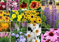 Mixed Wildflower Seeds Pack – 200 Assorted Non-GMO Flower Seeds for Garden, Meadow, or Container Planting