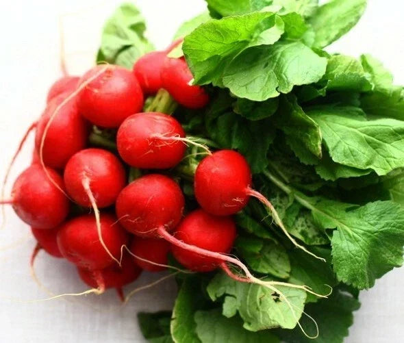 German Giant Radish Seeds – Open Pollinated Non-GMO Raphanus sativus for Home Gardens, Large Crunchy Radishes, 250+ Seeds