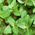 Chocolate Mint Plant Cuttings - 10 Rooted Mentha × piperita 'Chocolate' Aromatic Herb for Indoor Outdoor Gardens