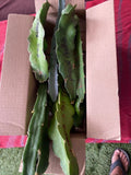 Dragon Fruit Cuttings 8-12 Inches | Hylocereus undatus | Exotic Fruit Plant for Garden or Indoor Growing