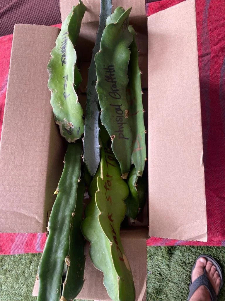 Dragon Fruit Cuttings 8-12 Inches | Hylocereus undatus | Exotic Fruit Plant for Garden or Indoor Growing