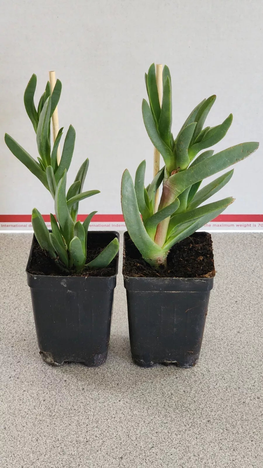 Ice Plant Succulents 2 Live Rooted Plants Coastal Pig Face Delosperma spp. Drought-Tolerant Ground Cover