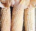 Organic White Japanese Hulledless Popcorn Seeds – Non-GMO Zea mays everta for Home Garden, Summer & Fall Planting