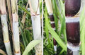 Fresh Cut Sugar Cane Sticks 8 Pack Green or Purple Saccharum officinarum Non-GMO for Planting & Culinary Use