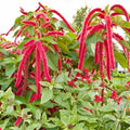 Amaranth Seeds 1500 Count Love Lies Bleeding Red Edible Flower Non-GMO Amaranthus caudatus