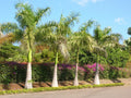 Royal Palm Seeds - 10 Pack - Roystonea regia Tropical Landscaping and Gardening Seeds