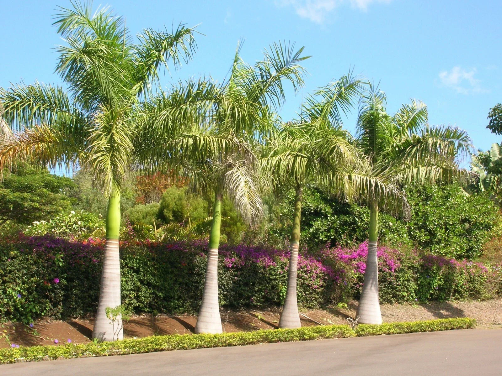 Royal Palm Seeds - 10 Pack - Roystonea regia Tropical Landscaping and Gardening Seeds