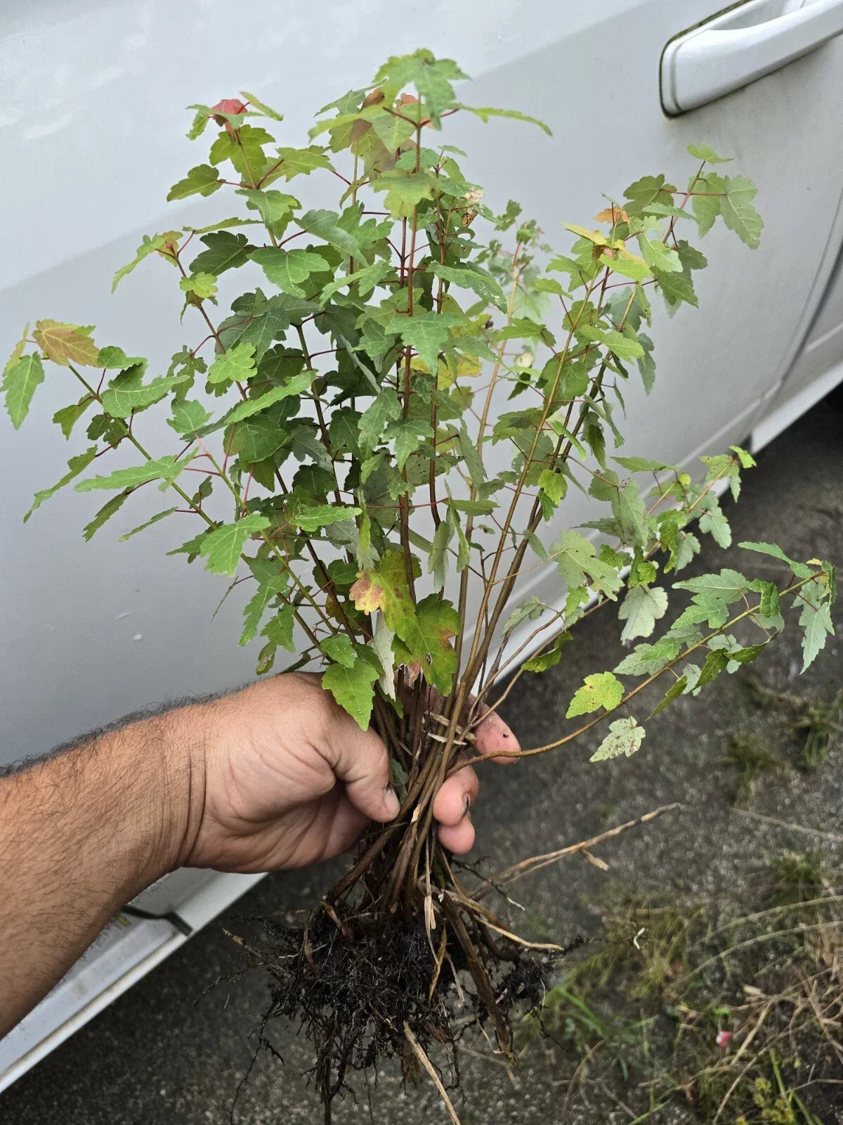 Florida Red Maple Tree Seedlings – Live Plants, 8-15 Inches, Acer Rubrum, Vibrant Red Foliage, Landscaping, Deciduous Tree Seedlings
