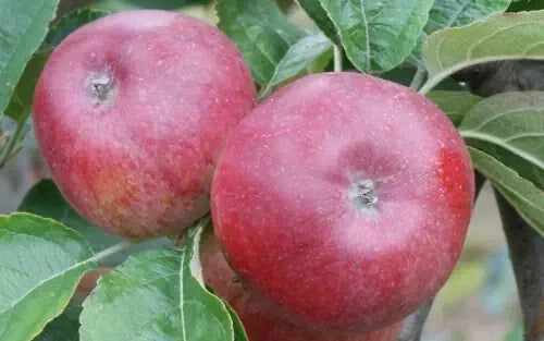 Kingston Black Apple Seeds - Heirloom Malus domestica Fruit Seeds for Planting, Non-GMO, USA, Pack of 25+