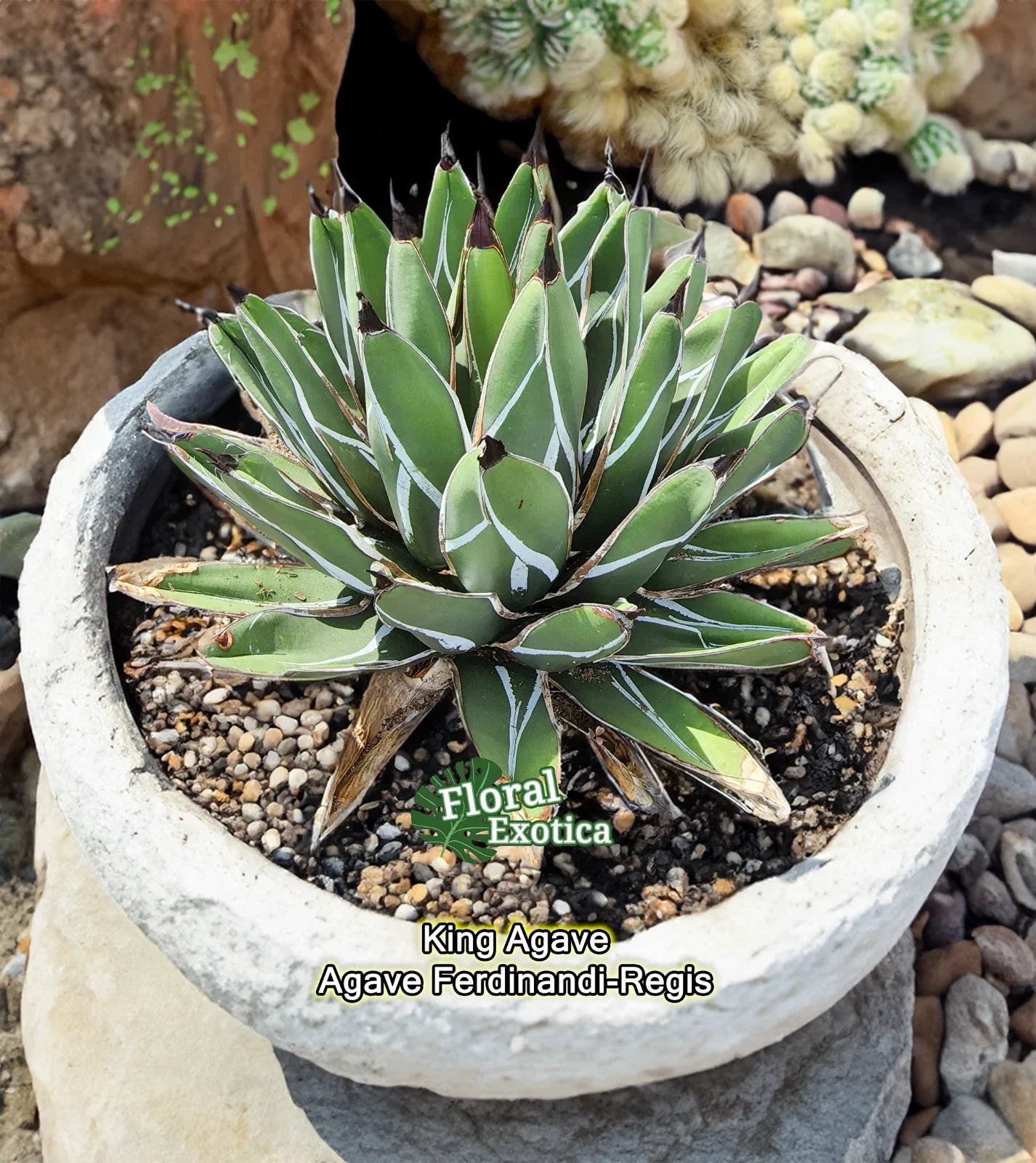 Agave Ferdinandi-Regis Starter Pup, Agave Nickels, Succulent Plant, Indoor Outdoor, Rosette Forming, 4-Inch Pot