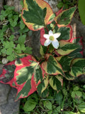 Chameleon Plants 24 Pack Bare-Root Organic Colorful Ground Cover Houttuynia cordata